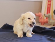 Kaninchen_Dachshund_8642