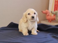 Kaninchen_Dachshund_8645