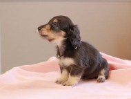 おんぷ ＆ スルガの子犬 ブラックイエロー 女の子（1） カニンヘンダックスフンド