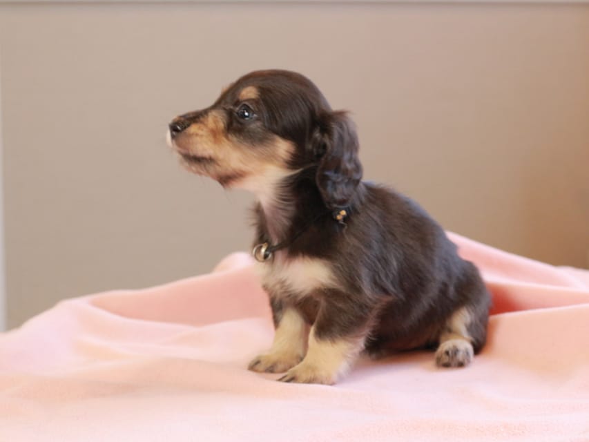 カニンヘンダックスフンド おんぷ & スルガの子犬 ブラックイエロー 女の子(1)Kaninchen_Dachshund_8656 カニンヘンダックスフンド おんぷ & スルガの子犬 ブラックイエロー 女の子(1)
