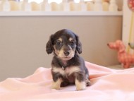 Kaninchen_Dachshund_8670