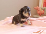 Kaninchen_Dachshund_8679 Kaninchen_Dachshund_8679