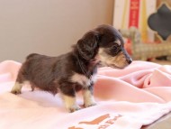 Kaninchen_Dachshund_8685