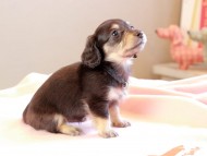 Kaninchen_Dachshund_8694 Kaninchen_Dachshund_8694