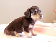 Kaninchen_Dachshund_8704