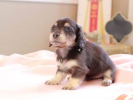 Kaninchen_Dachshund_8709 Kaninchen_Dachshund_8709