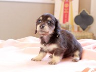 Kaninchen_Dachshund_8710
