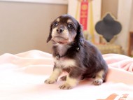 Kaninchen_Dachshund_8711