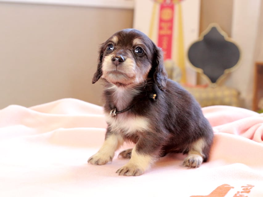 カニンヘンダックスフンド おんぷ & スルガの子犬 ブラックイエロー 女の子(1)Kaninchen_Dachshund_8711 カニンヘンダックスフンド おんぷ & スルガの子犬 ブラックイエロー 女の子(1)