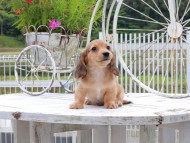 Kaninchen_Dachshund_8715