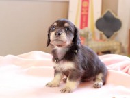 Kaninchen_Dachshund_8715