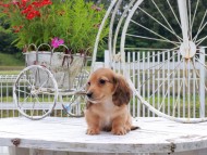 Kaninchen_Dachshund_8718