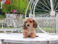 Kaninchen_Dachshund_8721
