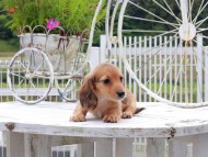 Kaninchen_Dachshund_8724