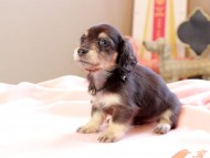 Kaninchen_Dachshund_8725
