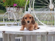 Kaninchen_Dachshund_8726