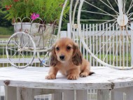 Kaninchen_Dachshund_8729