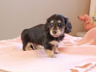 Kaninchen_Dachshund_8737