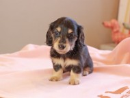 Kaninchen_Dachshund_8741