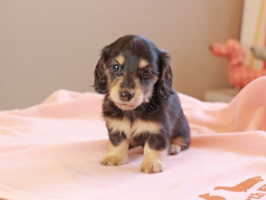カニンヘンダックスフンド おんぷ ＆ スルガの子犬 ブラックイエロー 女の子（2）