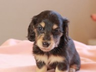 おんぷ ＆ スルガの子犬 ブラックイエロー 女の子（2） カニンヘンダックスフンド