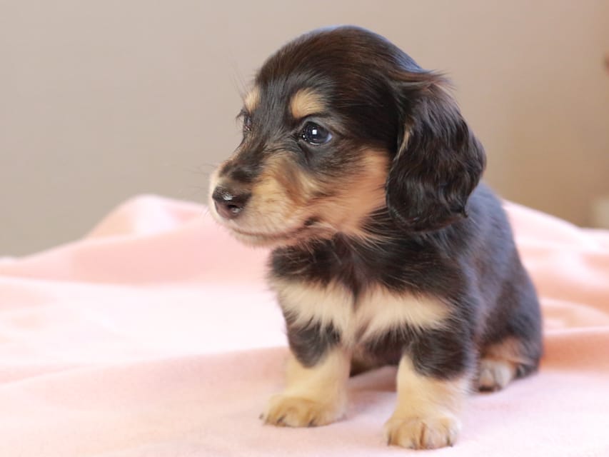 カニンヘンダックスフンド おんぷ ＆ スルガの子犬 ブラックイエロー 女の子（2）