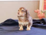 Kaninchen_Dachshund_8752