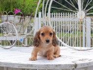 Kaninchen_Dachshund_8755