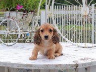 Kaninchen_Dachshund_8756