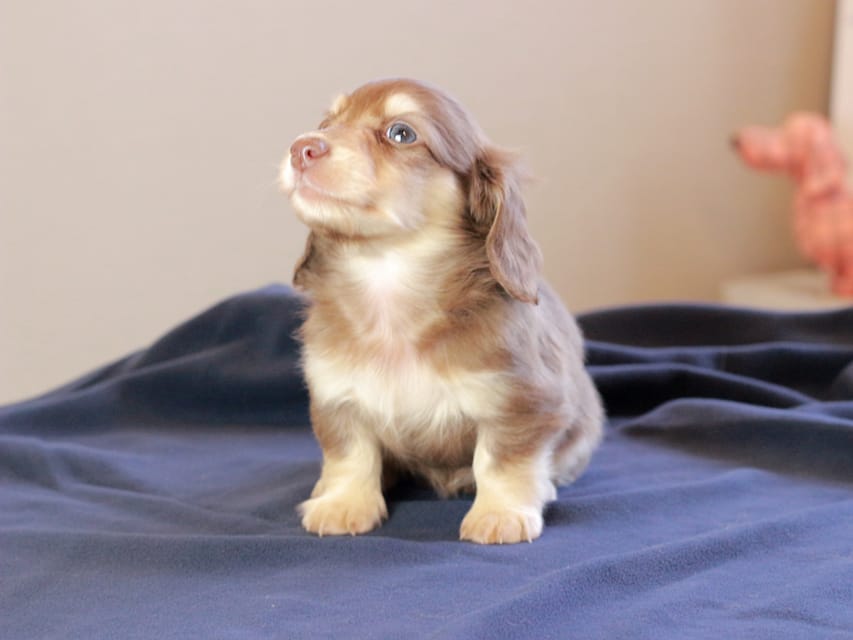 カニンヘンダックスフンド おんぷ & スルガの子犬 チョコイエロー 女の子Kaninchen_Dachshund_8759 カニンヘンダックスフンド おんぷ & スルガの子犬 チョコイエロー 女の子