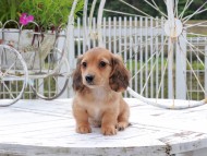 Kaninchen_Dachshund_8763