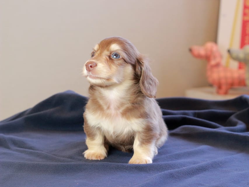 カニンヘンダックスフンド おんぷ & スルガの子犬 チョコイエロー 女の子Kaninchen_Dachshund_8765 カニンヘンダックスフンド おんぷ & スルガの子犬 チョコイエロー 女の子