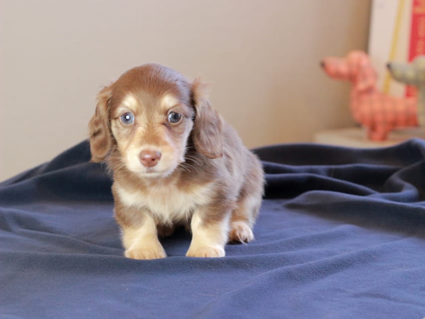 カニンヘンダックスフンド おんぷ & スルガの子犬 チョコイエロー 女の子Kaninchen_Dachshund_8767 カニンヘンダックスフンド おんぷ & スルガの子犬 チョコイエロー 女の子
