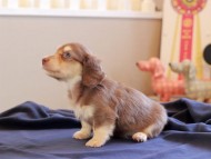 おんぷ ＆ スルガの子犬 チョコイエロー 女の子 カニンヘンダックスフンド