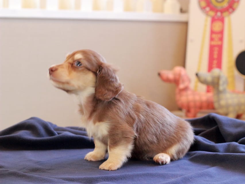 カニンヘンダックスフンド おんぷ & スルガの子犬 チョコイエロー 女の子Kaninchen_Dachshund_8771 カニンヘンダックスフンド おんぷ & スルガの子犬 チョコイエロー 女の子