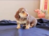Kaninchen_Dachshund_8773