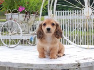 Kaninchen_Dachshund_8776