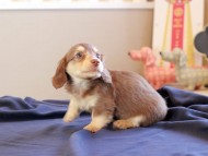 Kaninchen_Dachshund_8776