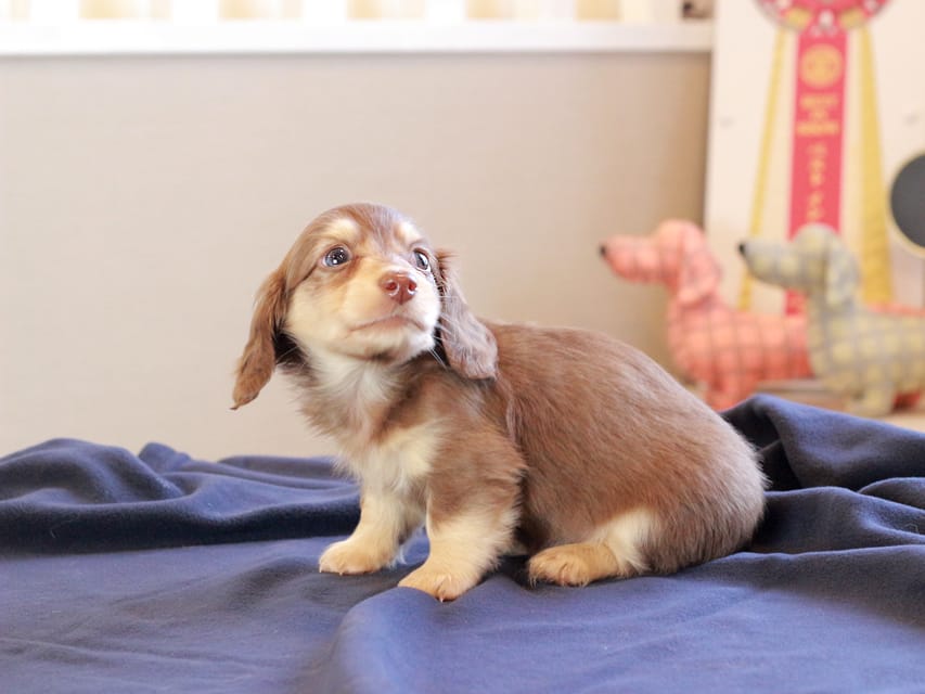 カニンヘンダックスフンド おんぷ & スルガの子犬 チョコイエロー 女の子Kaninchen_Dachshund_8777 カニンヘンダックスフンド おんぷ & スルガの子犬 チョコイエロー 女の子