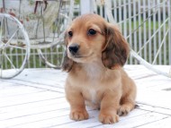 Kaninchen_Dachshund_8778