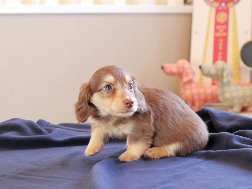 カニンヘンダックスフンド おんぷ & スルガの子犬 チョコイエロー 女の子Kaninchen_Dachshund_8779 カニンヘンダックスフンド おんぷ & スルガの子犬 チョコイエロー 女の子