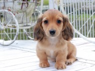 Kaninchen_Dachshund_8781