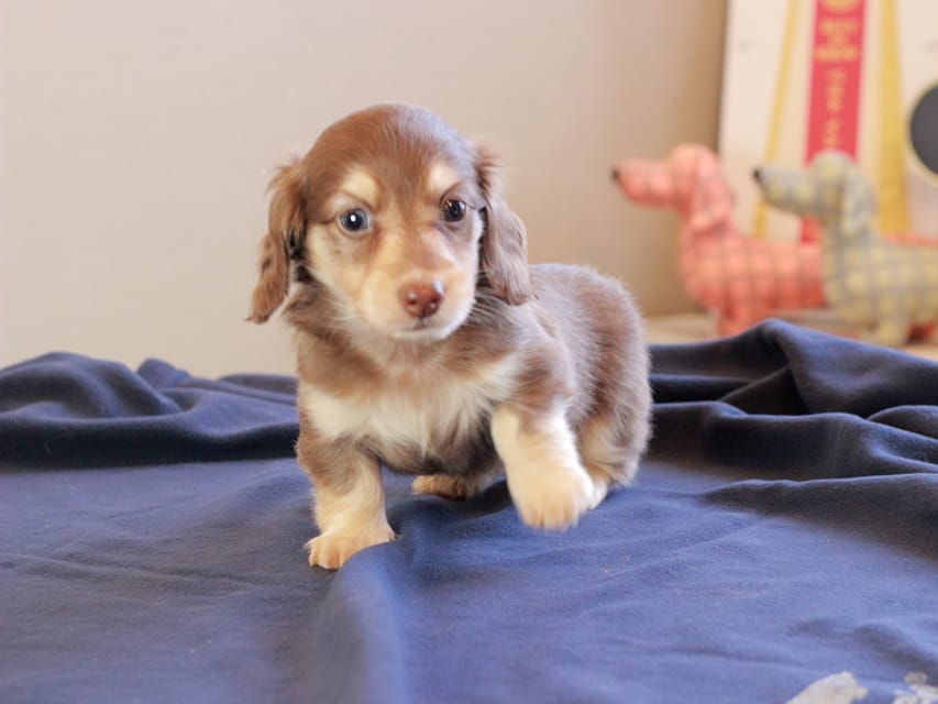 カニンヘンダックスフンド おんぷ & スルガの子犬 チョコイエロー 女の子Kaninchen_Dachshund_8783 カニンヘンダックスフンド おんぷ & スルガの子犬 チョコイエロー 女の子