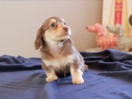 Kaninchen_Dachshund_8786