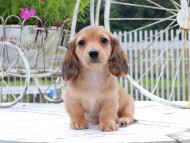 Kaninchen_Dachshund_8787