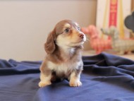 Kaninchen_Dachshund_8787