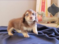 Kaninchen_Dachshund_8789