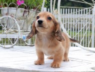 Kaninchen_Dachshund_8794