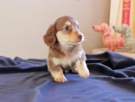 Kaninchen_Dachshund_8797
