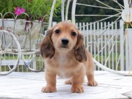 Kaninchen_Dachshund_8804